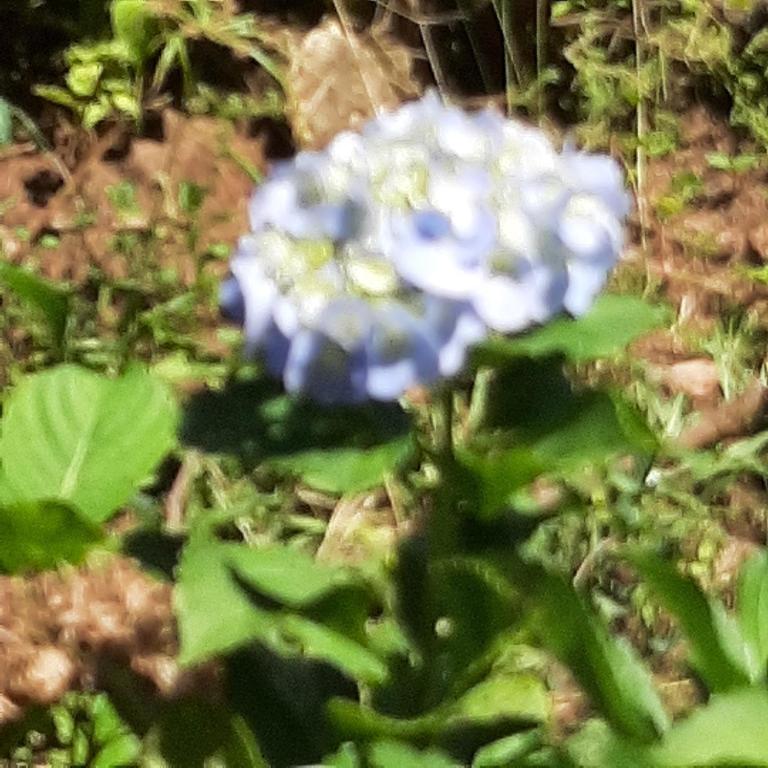 Casa de Campo Aloha room 5